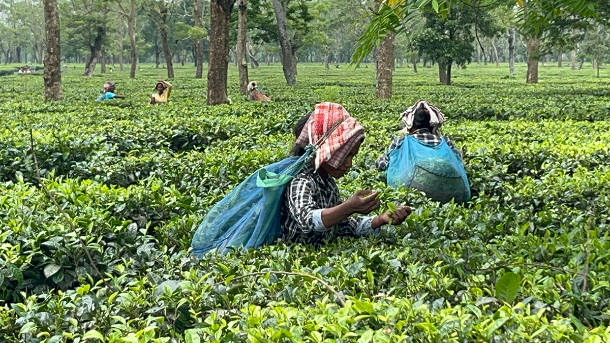 Tea Estate - Zetta Farm